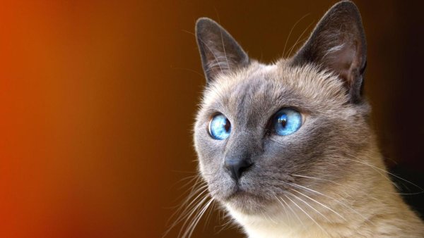 Тайская кошка косоглазие
