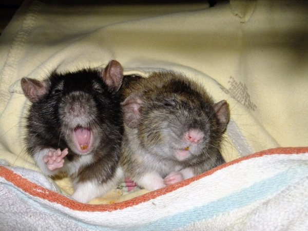 Смешные картинки двух крыс в обнимку