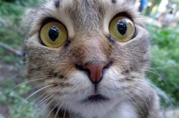 Морда кота