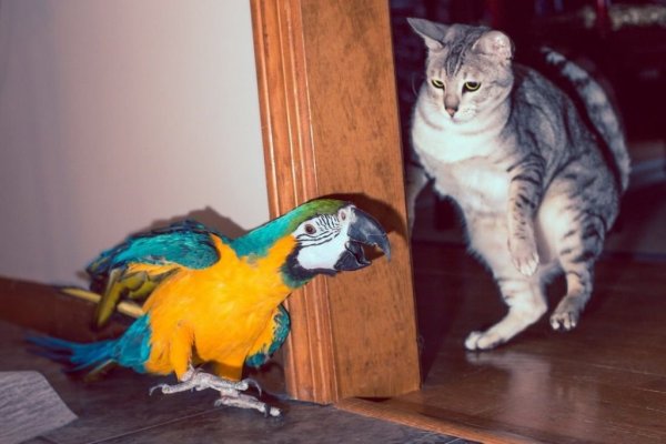 Смешные картинки кота и попугая