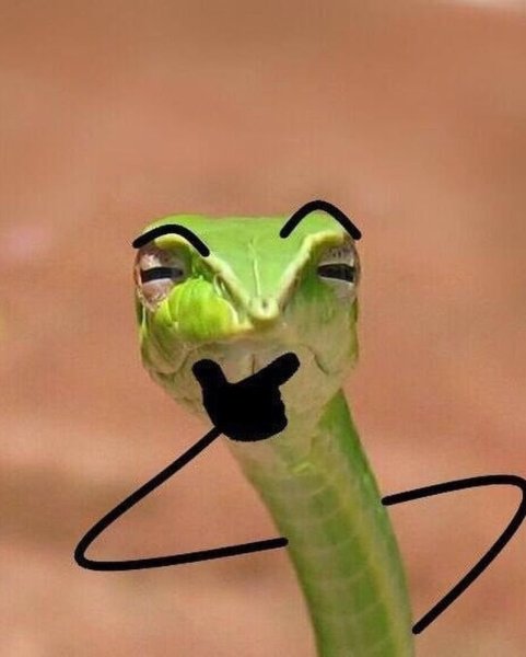 Самые смешные картинки змеи