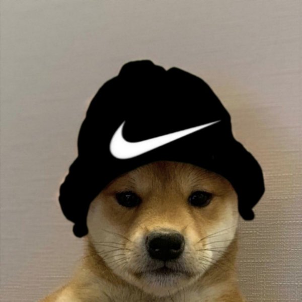 Собака в кепке
