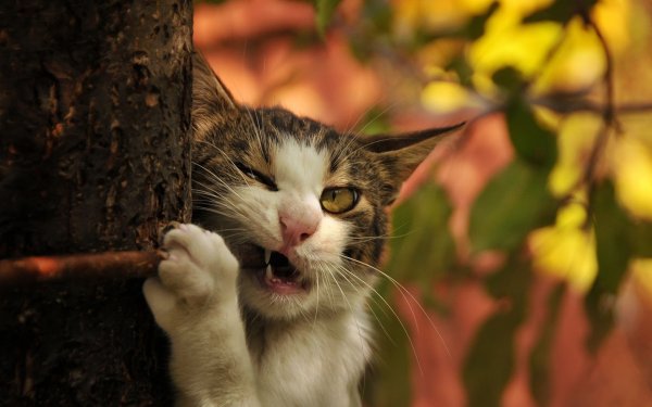 Смешной кот