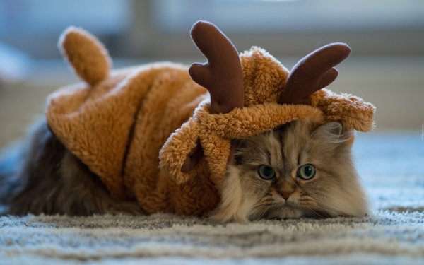 Веселый котик