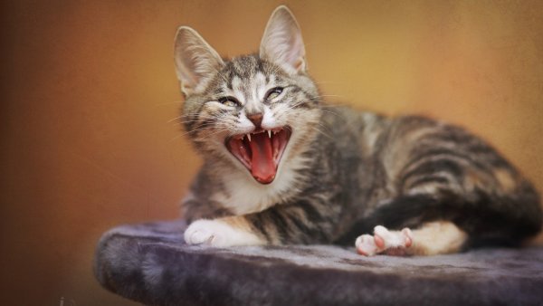 Веселый котик