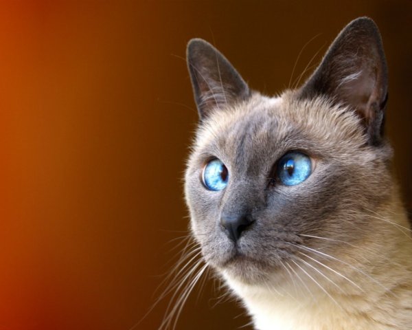 Сиамская кошка чистокровная