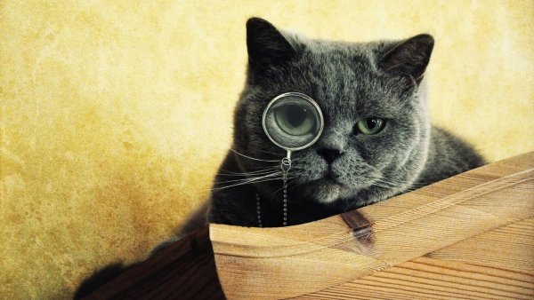 Картинки на рабочий стол коты
