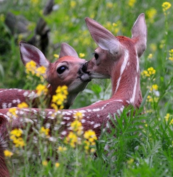 Смешные картинки животные в дикой природе целуются