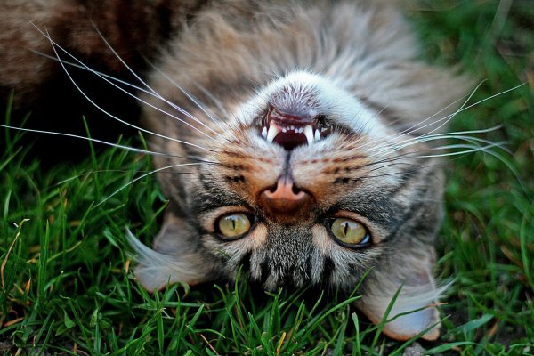 Прикольные котики