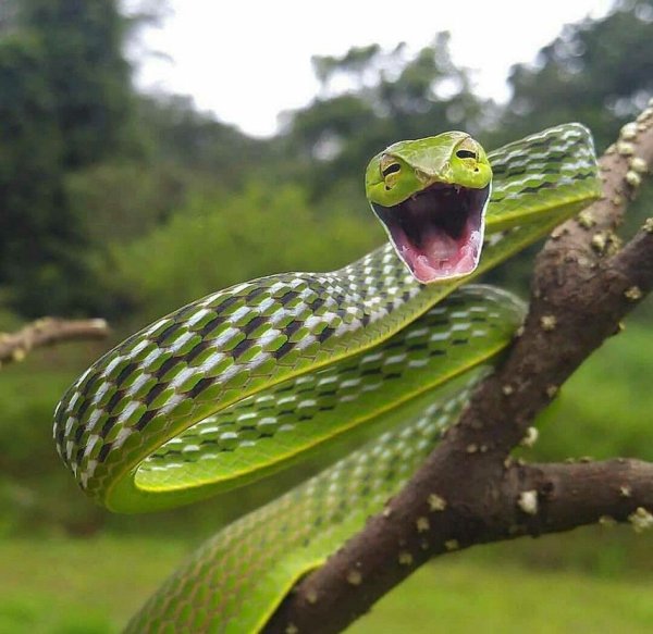 Смешные змейки в картинках
