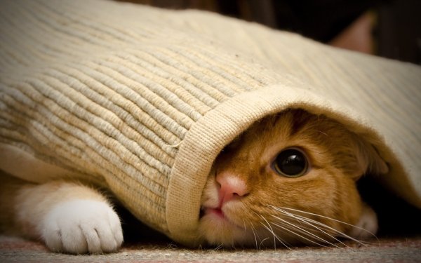 Котики смешные