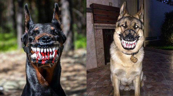 Смешные картинки намордники для собак