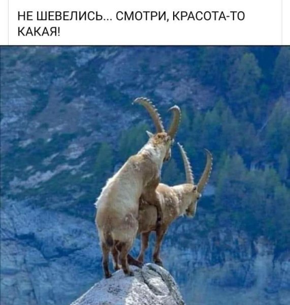 Смешные картинки горный козел
