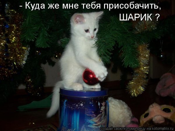 Смешные новогодние коты с надписями