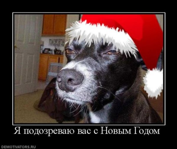 Прикольные новогодние картинки