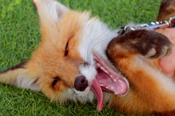 Смешные картинки лисы красивые