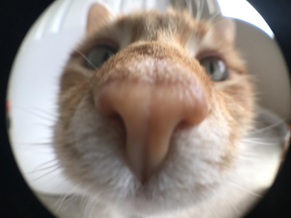 Кот со смешным носом