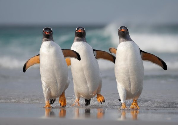 Смешные картинки пингвинчики