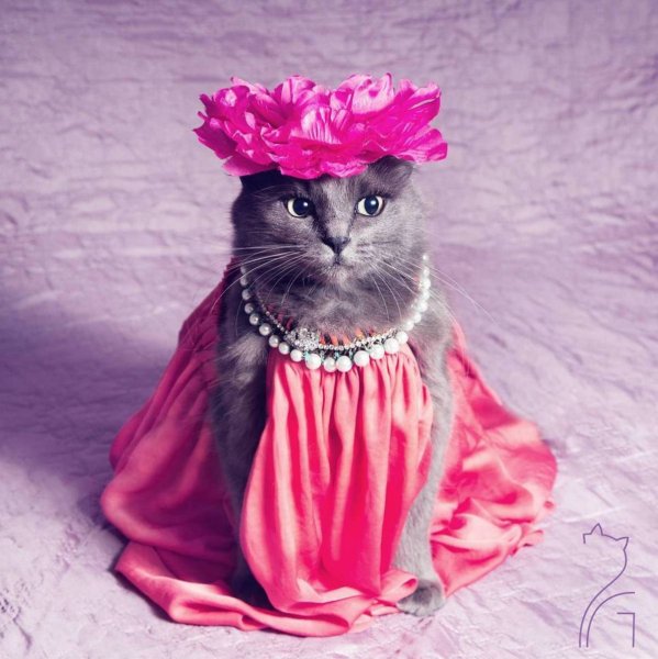 Наряды для кошек