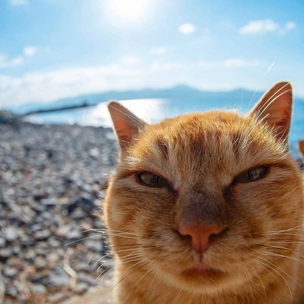 Кошачья морда