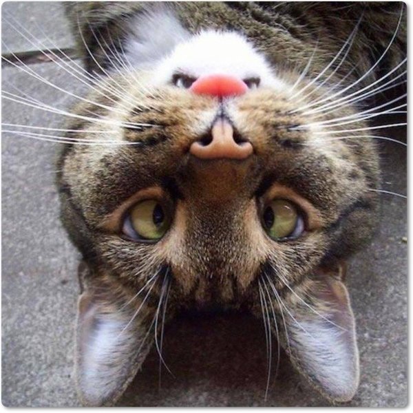 Смешные морды кошек