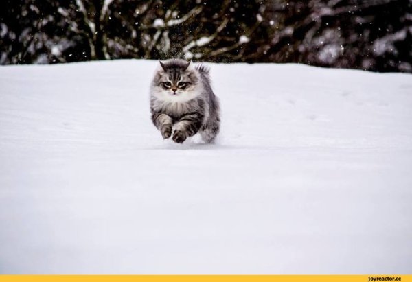 Смешные картинки сибирская кошка