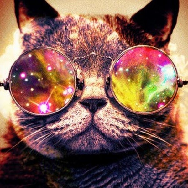 Картинки смешных котиков в очках