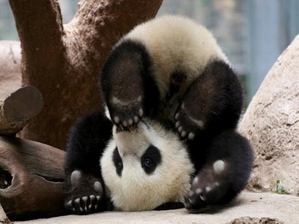 Смешные картинки животного панда