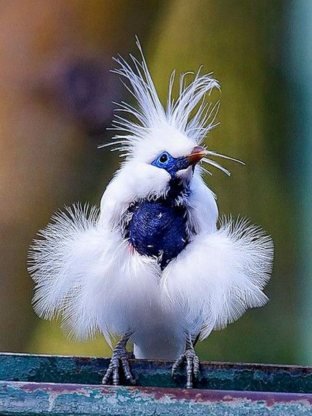 Самые смешные в мире картинки птицы с названием