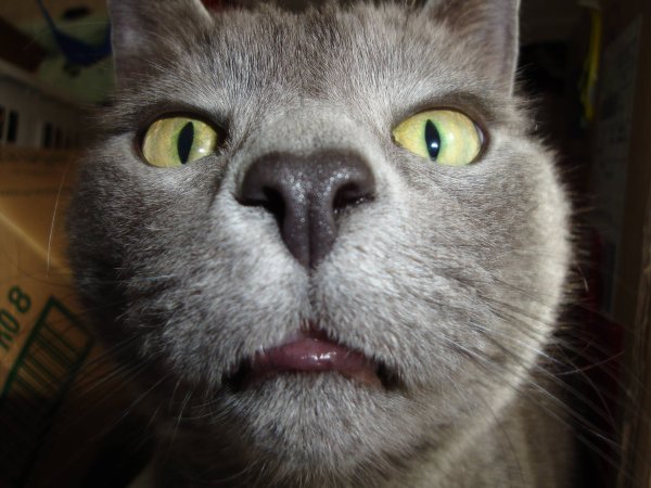 Смешные коты