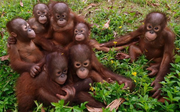 Смешные картинки семья обезьян