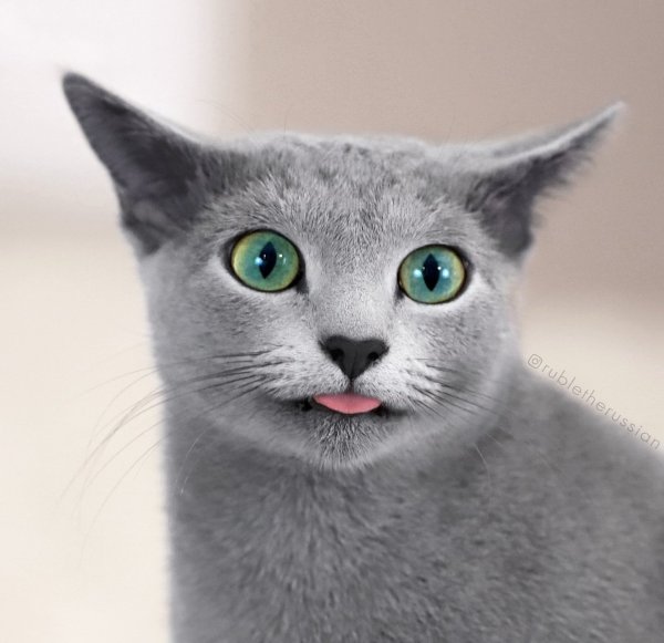 Смешные картинки русская голубая кошка