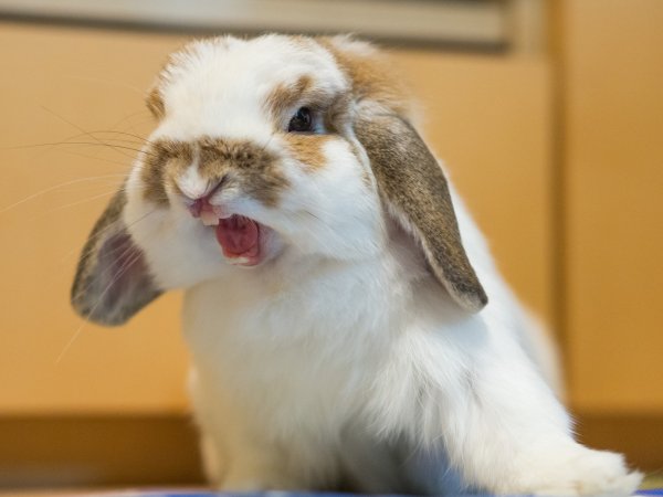 Смешные картинки животных кролик