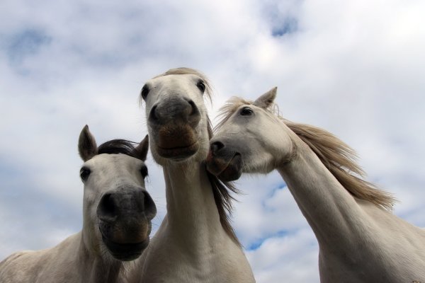 Смешные картинки три лошади