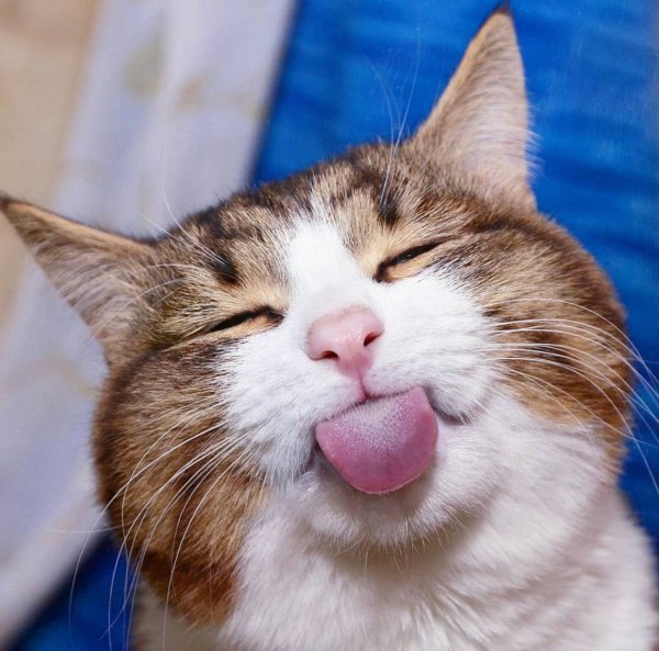 Смешные картинки улыбки кошек