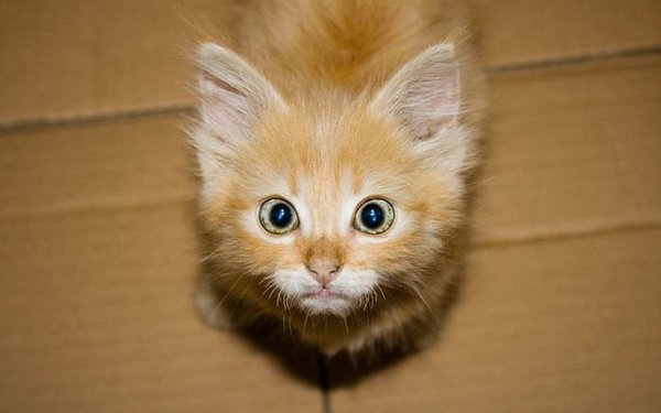 Котята фото
