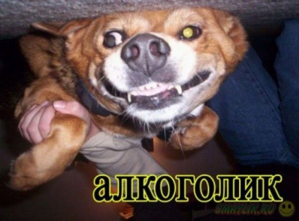 Смешные картинки прикольные собак с надписями до слез