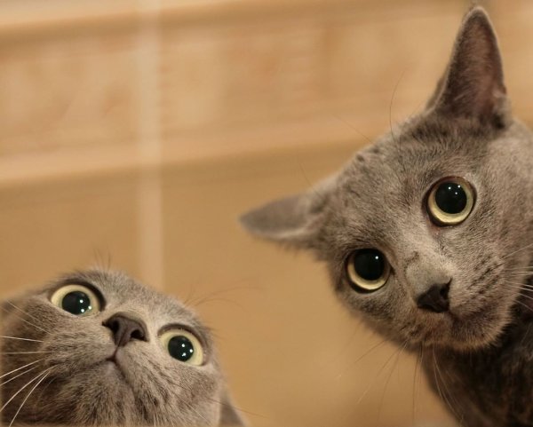 Классные коты