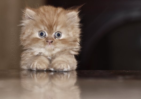 Красивые котята