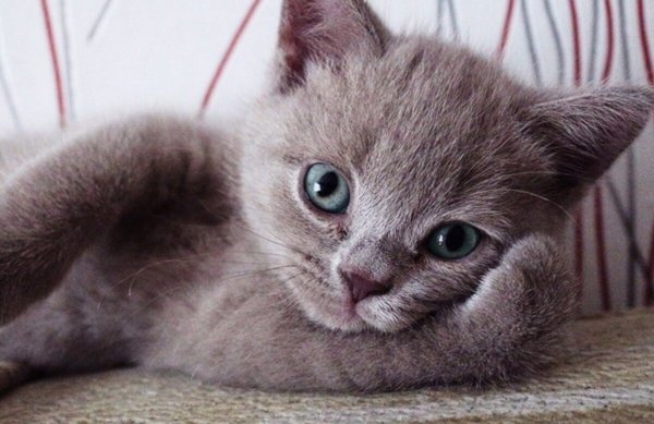 Смешной кот