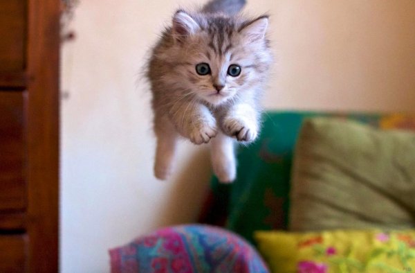 Маленькие котята пушистые