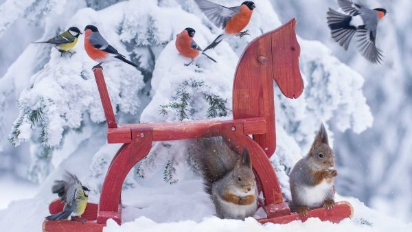 Смешные картинки птицы зимой