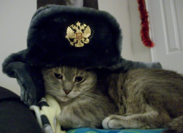 Шапочка котика