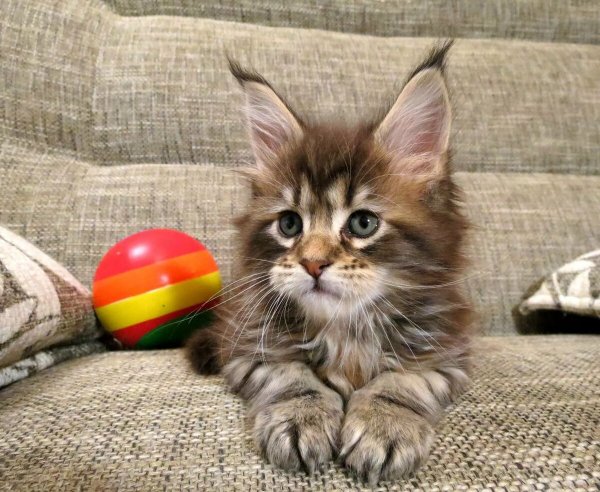 Классные котята