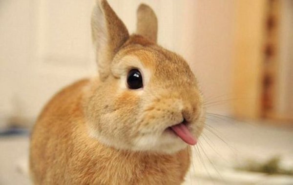 Смешные картинки декоративные кролики