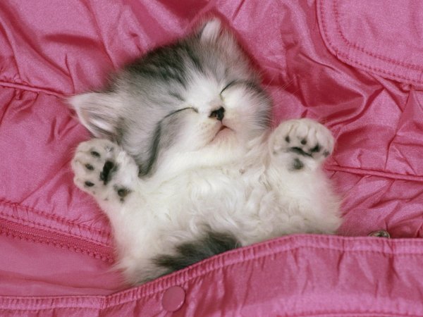 Смешные картинки котики красивые пушистые милашки