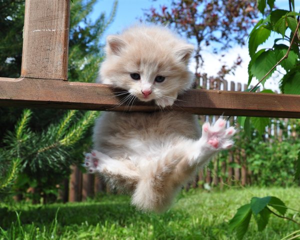 Милые котики