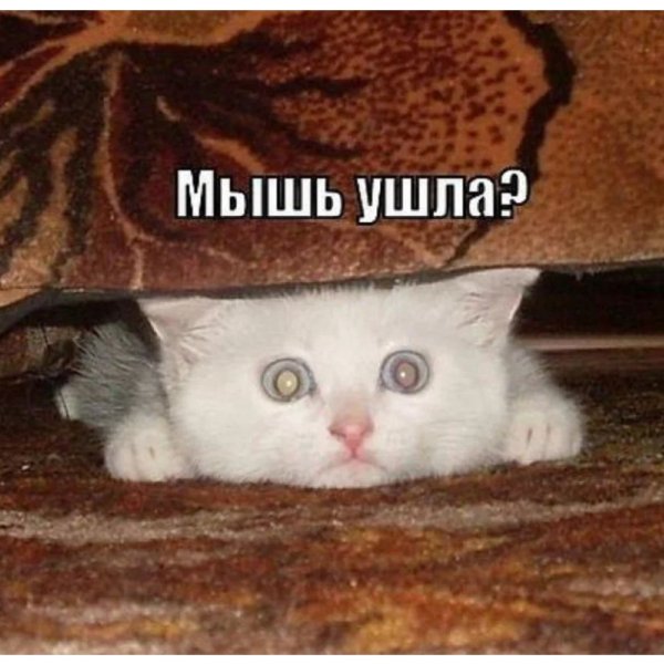 Смешные коты с надписями