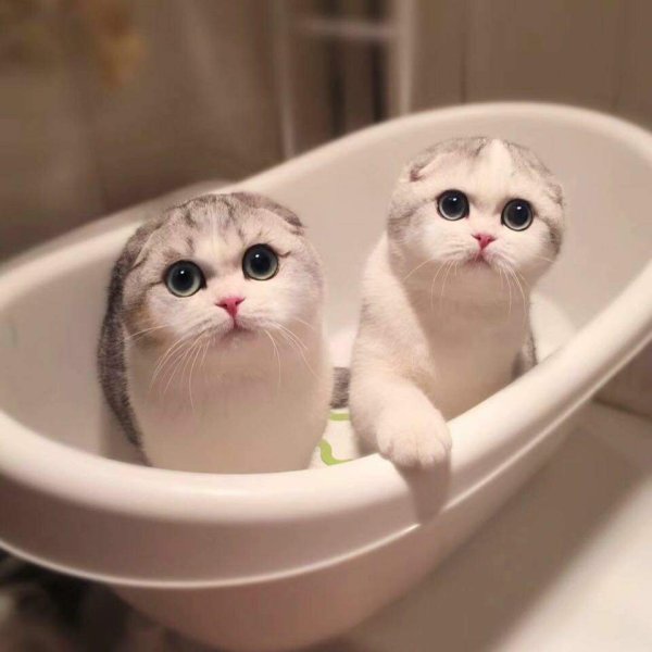 Смешные котята