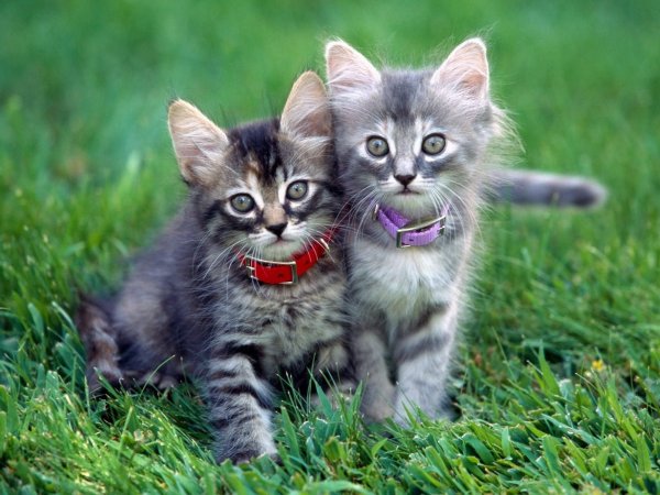Красивые котики